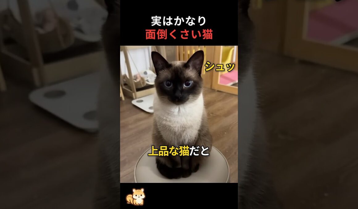 シャム猫は思ってたのと違います