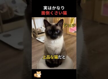 シャム猫は思ってたのと違います