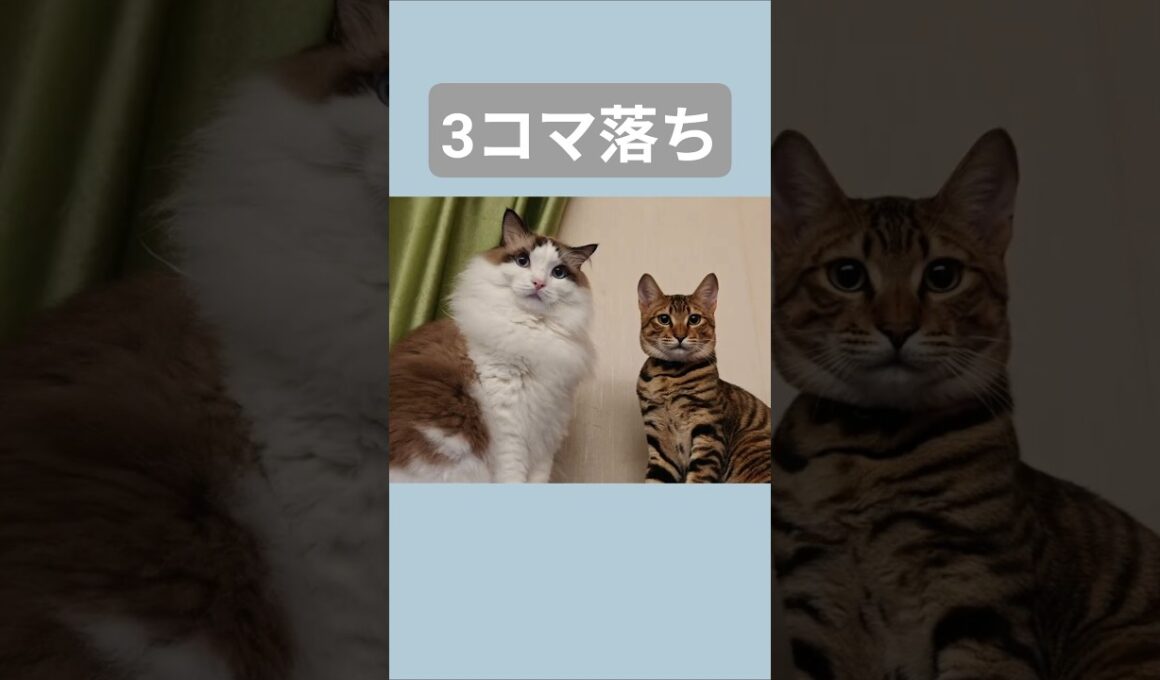 目が合った、それだけ。🐈｜トイガー&ラグドール　#トイガー #ラグドール #catshorts　#猫のいる暮らし #catfunny #大型猫 #ヘソ天