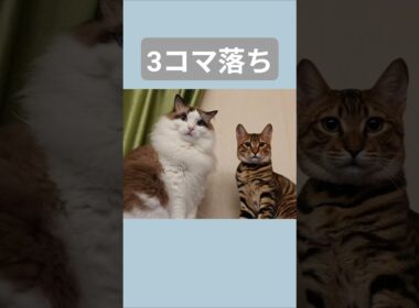 目が合った、それだけ。🐈｜トイガー&ラグドール　#トイガー #ラグドール #catshorts　#猫のいる暮らし #catfunny #大型猫 #ヘソ天