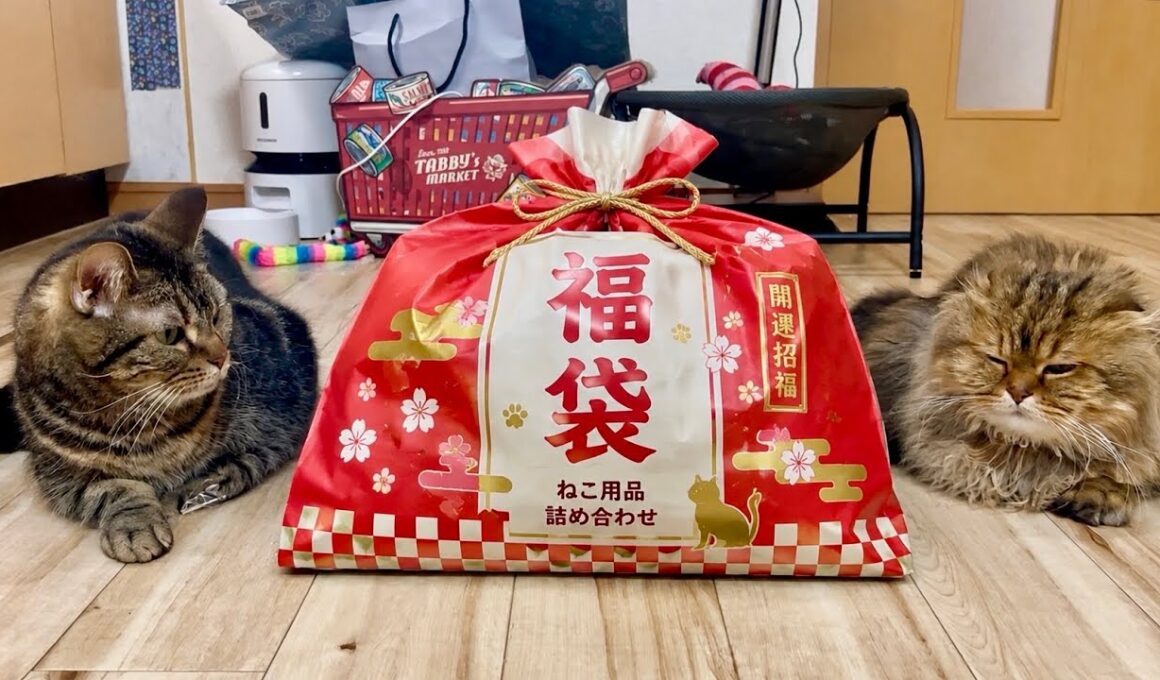12000円相当の猫用福袋を4999円で買ったら中身が豪華すぎた