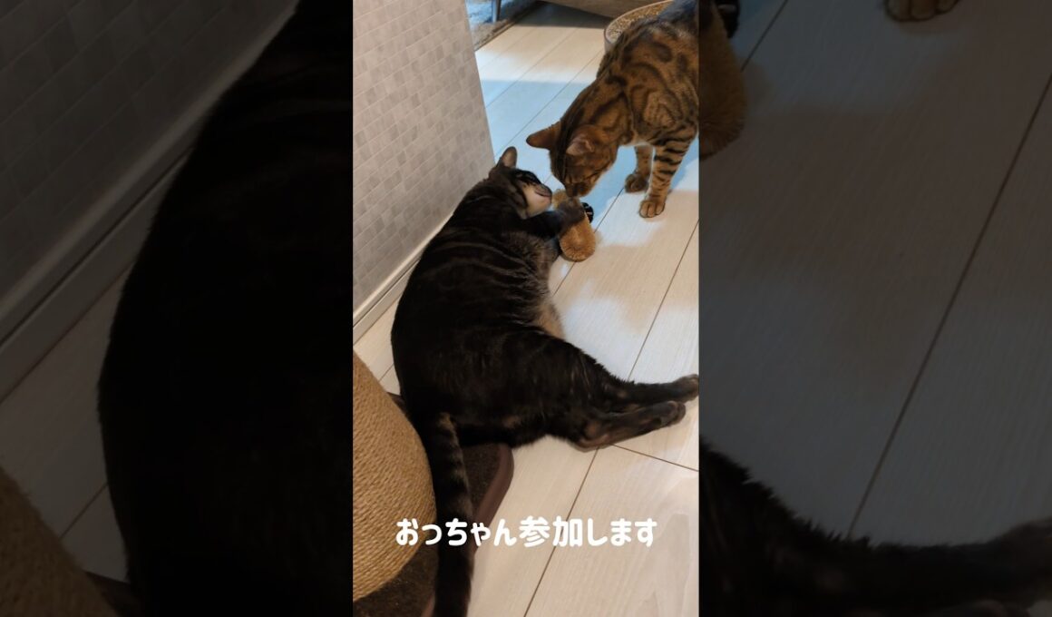女子に拒否られて愕然とするベンガルレオン #bengalcat #cat