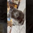 【ロシアンブルー】めろんをふと見るとこうなってます🤭【猫】#shorts