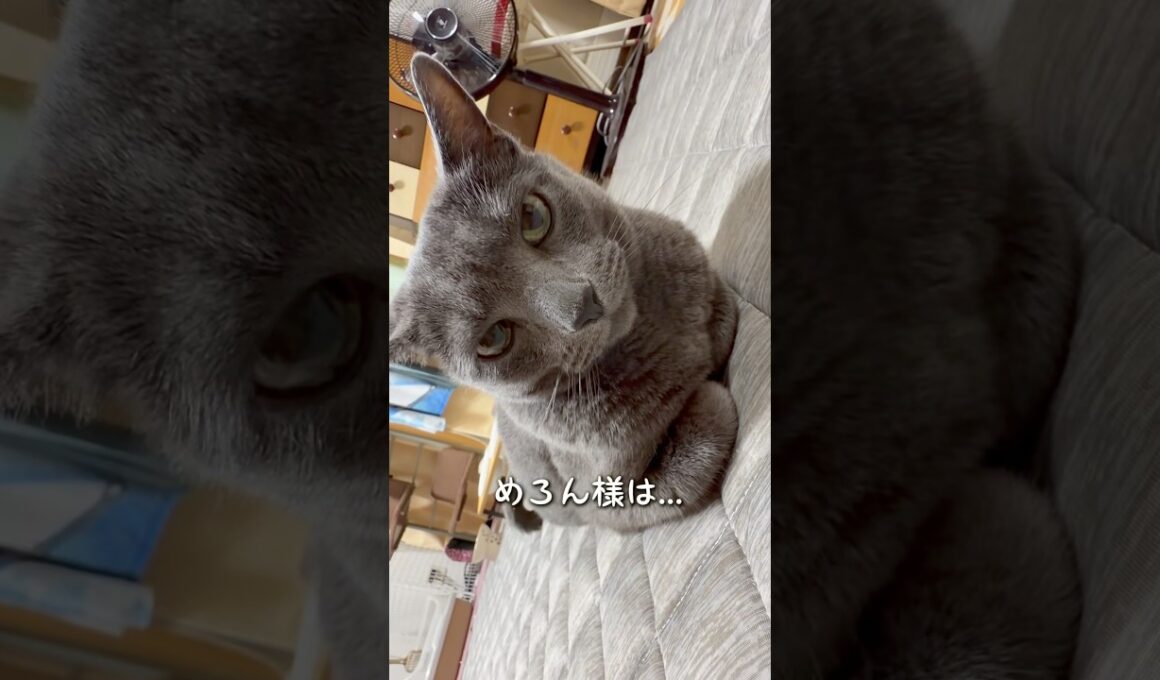 【ロシアンブルー】めろんをふと見るとこうなってます🤭【猫】#shorts