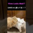 ペルシャ猫ひめちゃん、今日はご機嫌ななめです#猫 #猫動画 #ペルシャ猫 #ふわふわ猫 #猫好き #癒し #猫のいる暮らし #多頭飼い #猫ショート #可愛い猫
