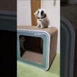 登れたけど降りれない子猫さんを手レベーターで救出しました😺 #cat #好きな子猫 #kitten #子ネコ #gatto #gatto  #保護猫 #kitty #エウレカねこ部 #子猫