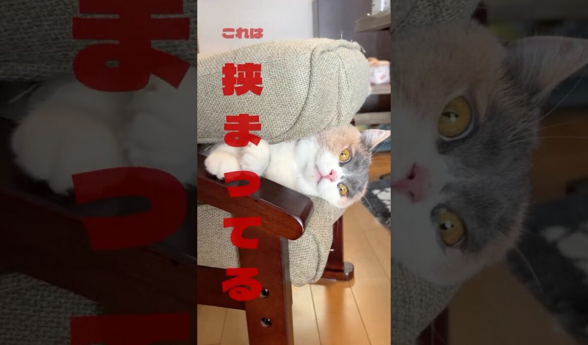 挟まってるっ！？ネコ#calico #cat #子ネコ #子猫 #三毛猫 #ねこ#チャトラ♯茶トラ猫