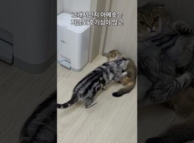 이 고양이의 과거 직업은 쥐잡이였습니다