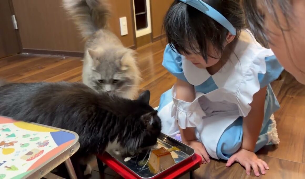 2歳の誕生日会を先輩猫に邪魔される猫　サイベリアン