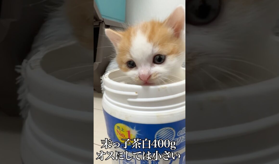 🐱イモ幼猫たちの体重測定🐱   #cat #kitten #猫 #子猫 #ねこ #こねこ #shorts  #猫のいる暮らし