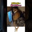 末っ子猫の任務ww