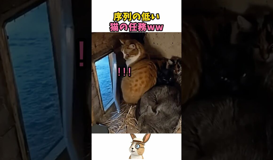 末っ子猫の任務ww