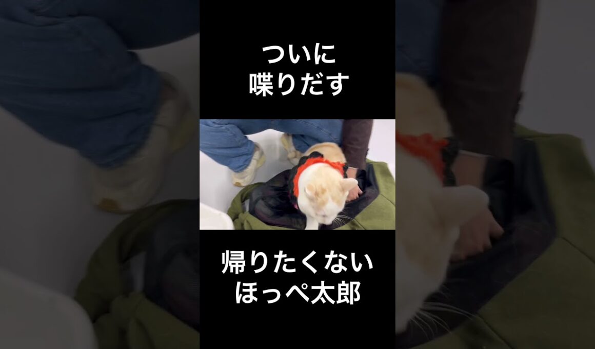 ついに日本語で文句を言いだすほっぺ太郎【猫のほっぺ太郎】#cat #猫 #保護猫 #shorts