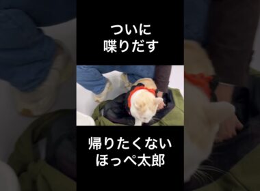 ついに日本語で文句を言いだすほっぺ太郎【猫のほっぺ太郎】#cat #猫 #保護猫 #shorts