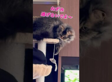 ちょっと狩るね😸 #cat #猫のいる暮らし #猫 #shorts #スクーカム