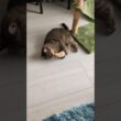 猫の蹴り：ハーミの忘れ物「魚」を持って行ってあげたら…思い出して「これこれ！」と久しぶりに見れた蹴り！…【猫：今日のひとコマ】スコティッシュ3歳ハーミ　#cat #cute #猫のいる暮らし