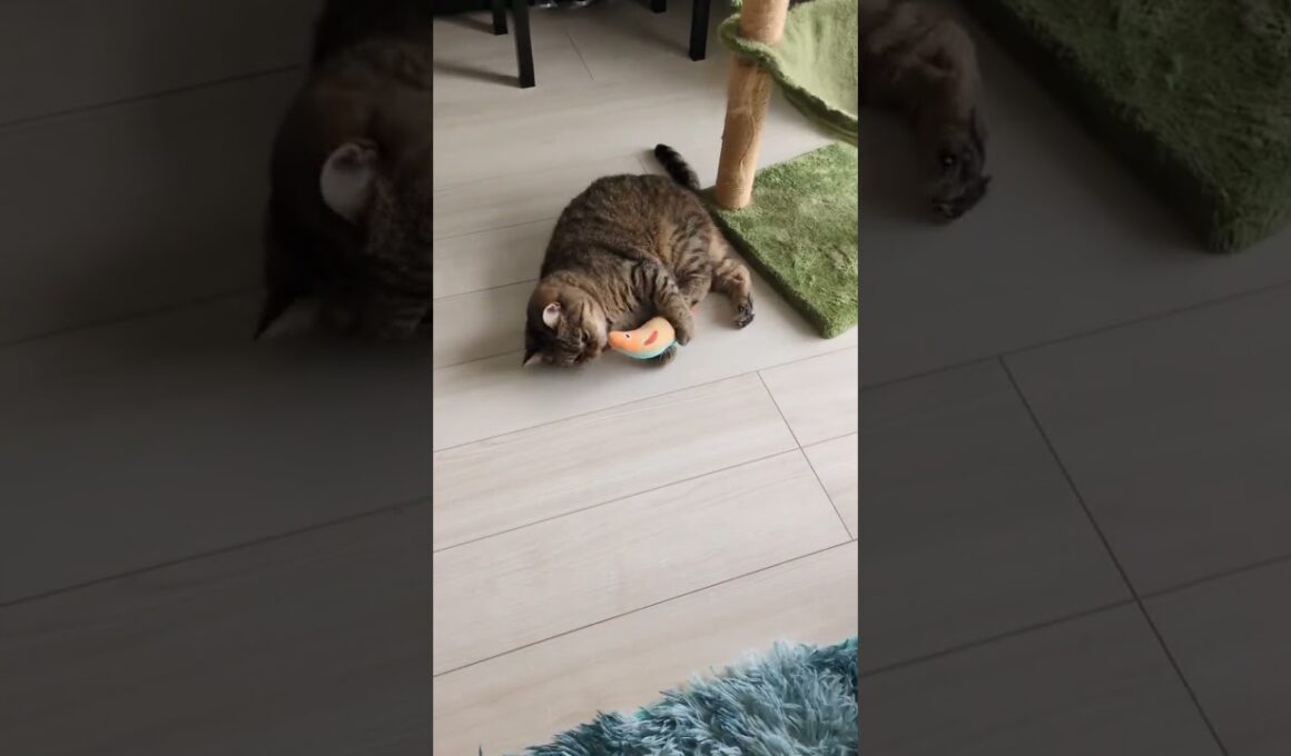 猫の蹴り：ハーミの忘れ物「魚」を持って行ってあげたら…思い出して「これこれ！」と久しぶりに見れた蹴り！…【猫：今日のひとコマ】スコティッシュ3歳ハーミ　#cat #cute #猫のいる暮らし