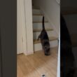 20260601 #shorts #cat #猫 #ロシアンブルー