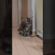 生後3ヶ月いたずらなメインクーン子猫の愛奈ちゃん