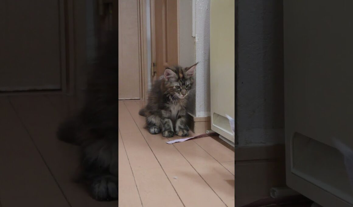 生後3ヶ月いたずらなメインクーン子猫の愛奈ちゃん