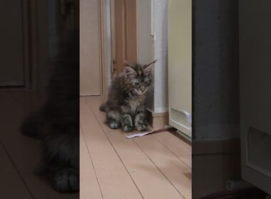 生後3ヶ月いたずらなメインクーン子猫の愛奈ちゃん