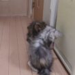 生後3ヶ月いたずらなメインクーン子猫の愛奈ちゃん