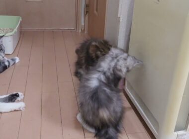 生後3ヶ月いたずらなメインクーン子猫の愛奈ちゃん