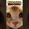 【今だけ】大人になると見られない？子猫特有の可愛すぎる「黒目の秘密」　#猫 #ねこ #ニャンコ #猫動画 #猫のいる暮らし #子猫 #猫の生態 #かわいい #カワイイ #shorts