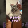 朝少年を見守る大型猫#shorts