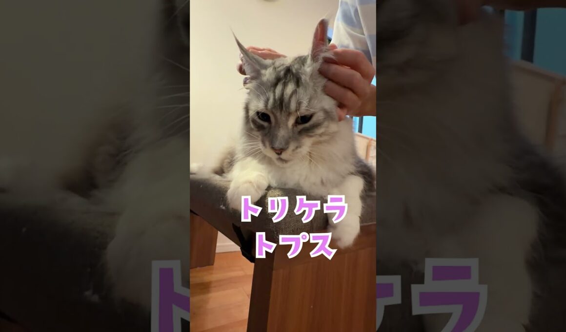 朝少年を見守る大型猫#shorts
