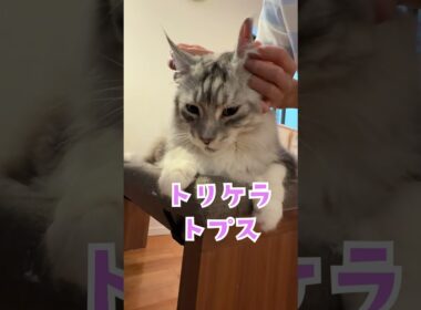 朝少年を見守る大型猫#shorts