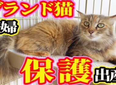 【サイベリアンが野良猫】保護翌日に子猫出産 ボラさんが健闘した理由とは？経過報告