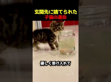 玄関先に捨てられた子猫の運命 #子猫 #保護猫 #感動ストーリー #犬と猫