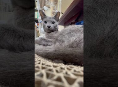 猫アレルギーと新しい仔猫の生活293日目『すり鉢状』#shorts #ロシアンブルー #猫