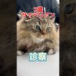 2ヶ月前から下痢を繰り返してる2歳のサイベリアンが動物病院にやって来た！