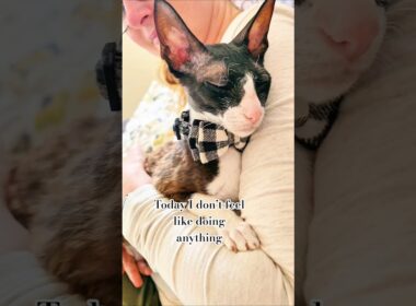 Lyric has never related to a song more deeply in her life. 🐈‍⬛ #CornishRex #LazyDay #CatMeme
