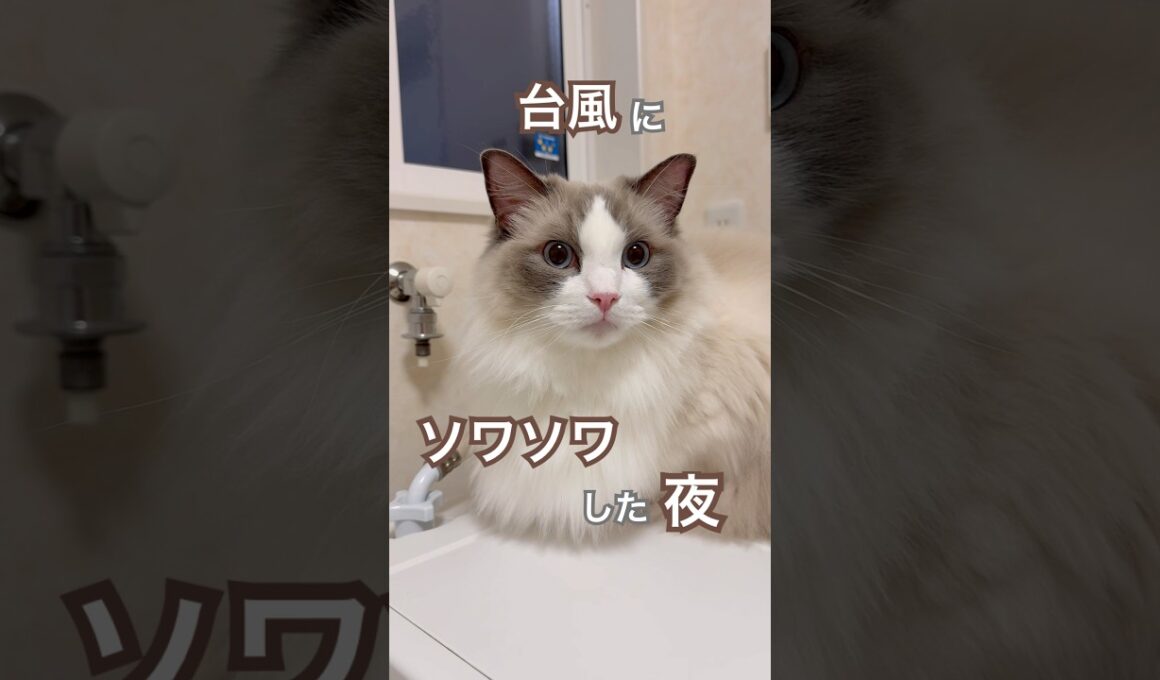 台風接近で雨風強くて、ソワソワした夜🥹🌀#ラグドール #猫好きさんと繋がりたい #猫のいる暮らし #ねこ動画