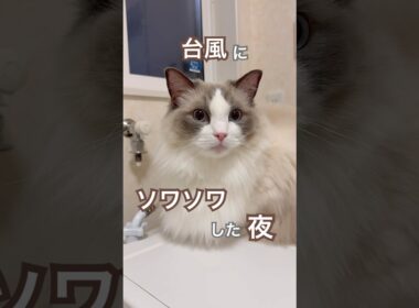 台風接近で雨風強くて、ソワソワした夜🥹🌀#ラグドール #猫好きさんと繋がりたい #猫のいる暮らし #ねこ動画