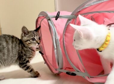 威嚇しつつも一緒に遊びたい子猫たちの初対面【ひまわり日記】From "hiss" to "play." A heartwarming first meeting.