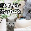 猫をお迎えしたら人生が変わってしまった