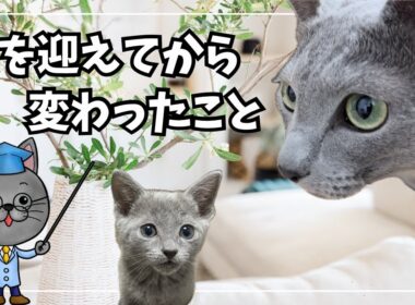 猫をお迎えしたら人生が変わってしまった