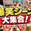 日々の疲れの癒しに猫の面白動画10連発見てみませんか？