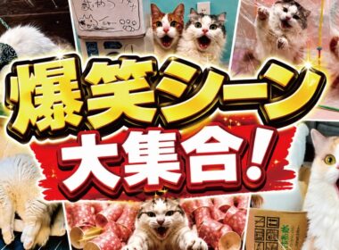 日々の疲れの癒しに猫の面白動画10連発見てみませんか？