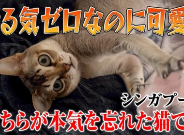 【シンガプーラ】省エネすぎる猫の遊び方がこちらです！ゆるすぎる遊び時間に癒される…