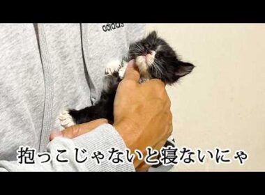 抱っこで寝たいから離れない保護子猫