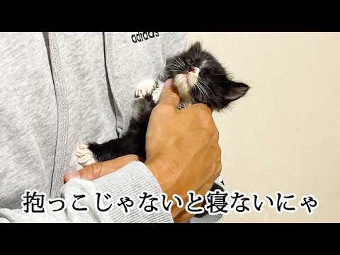 抱っこで寝たいから離れない保護子猫