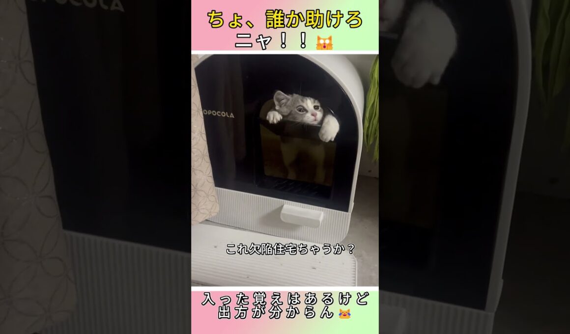 探検してたら閉じ込められた猫ｗｗｗ🤣#猫 #cat #子ネコ #可愛い #猫のいる暮らし
