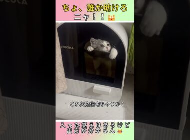 探検してたら閉じ込められた猫ｗｗｗ🤣#猫 #cat #子ネコ #可愛い #猫のいる暮らし