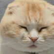 今まで黙っていましたが訴えられました...