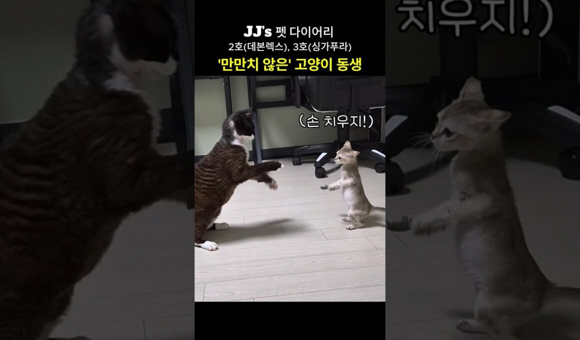 '만만치 않은' 아기 고양이 동생 (데본렉스, 싱가푸라)
